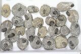 Lot: Bargain Gerastos Trilobite Fossils - Pieces #82500-2